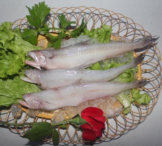 供应优质龙头鱼 鲜活海鲜水产品批发